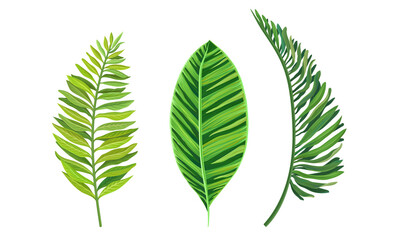 Green Tropical Leaves as Exotic Flora Vector Set