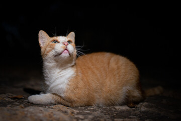The friendly cats of London