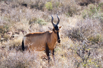 Naklejka na ściany i meble Karoo National Park South Africa: Red hartebeest 