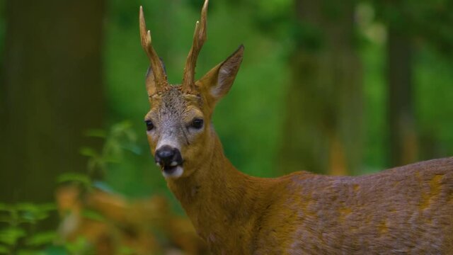 Full body shoot roe deer in the woods in spring