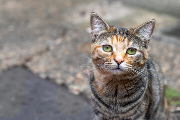 The friendly cats of London