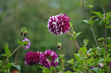 blooming flower 