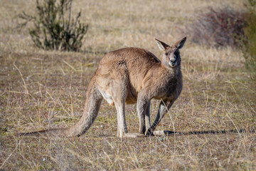 Eastern Grey Kangaroo male