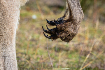 Eastern Grey Kangaroo male front claws © Jon Steinbeck