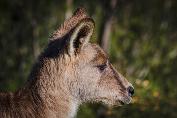 Eastern Grey Kangaroo male head study