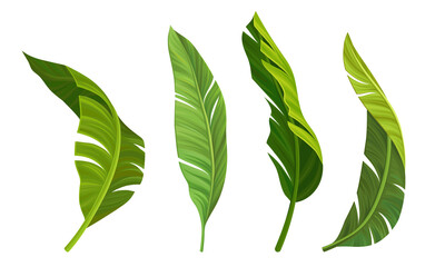 Stylized Banana Leaves with Cross Veins Vector Set