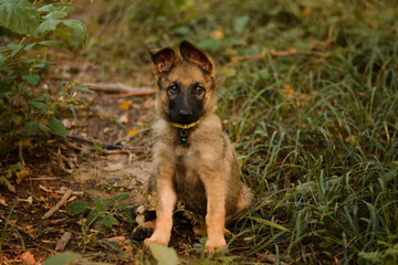 Cute puppy posing in forest. German shepherd, belgian malinois, mix breed