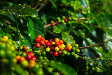 Fototapeta premium Coffee Plantation, Doka Estate, Alajuela, Costa Rica, Central America, America