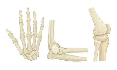 Bone and Joints as Parts of Human Skeleton Vector Set