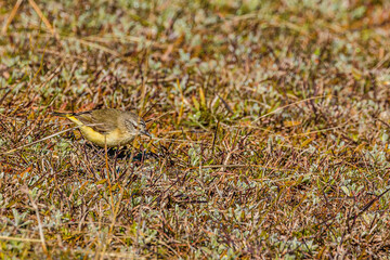 Yellow-rumped Thornbill looking for food