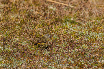 Yellow-rumped Thornbill looking for food