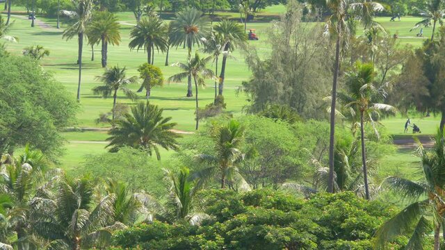 Tropical golf field in 4k