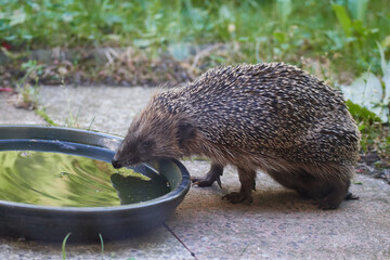 Abgemagerter Igel im Sommer 