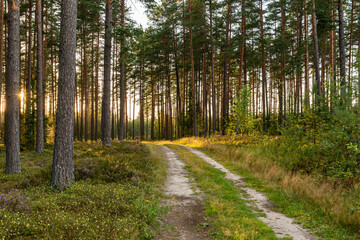 Forest road in summer  in August in golden hour light in Latvia