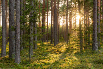 Forest scene with mossy ground in sunny evening in summer in August in Latvia