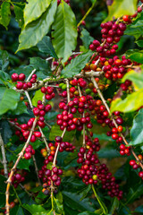 Coffee Plantation, Doka Estate,  Alajuela, Costa Rica, Central America, America