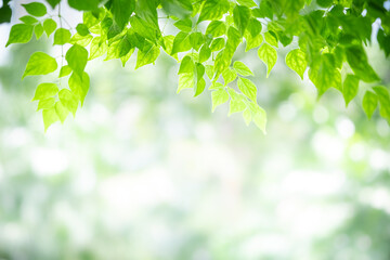 Fototapeta na wymiar Concept nature view of green leaf on blurred greenery background in garden and sunlight with copy space using as background natural green plants landscape, ecology, fresh wallpaper concept.