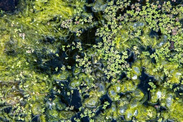 Green duckweed on clean lake water. Natural background and texture