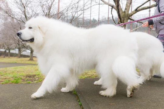 グレートピレニーズ 超大型犬 犬 白い犬 ピレネー Stock Photo Adobe Stock