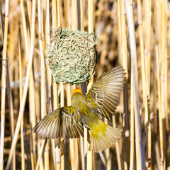 Karoo National Park South Africa: male Southern Masked-Weaver at its nest