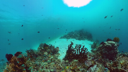 Underwater Scene Coral Reef. Underwater sea fish. Tropical reef marine. Colourful underwater seascape. Panglao, Bohol, Philippines.