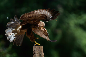 Common buzzard, buteo buteo, standing on a pole spreading his wings in the forest in the Netherlands