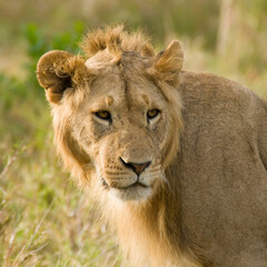 Juvenile male lion in the Maasai Mara, Kenya