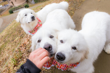 グレートピレニーズ　超大型犬　犬　白い犬　ピレネー
