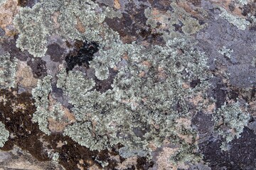 background and texture of stone surface with moss and lichens