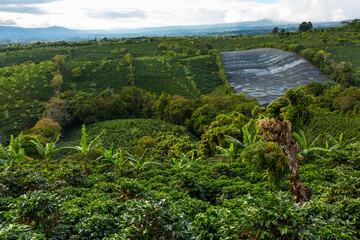 Fototapeta na wymiar Coffee Plantation, Doka Estate, Alajuela, Costa Rica, Central America, America