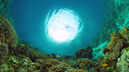 Underwater fish reef marine. Tropical colorful underwater seascape with coral reef. Panglao, Bohol, Philippines.