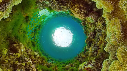 Tropical sea and coral reef. Underwater Fish and Coral Garden. Underwater sea fish. Tropical reef marine. Colourful underwater seascape. Panglao, Bohol, Philippines.