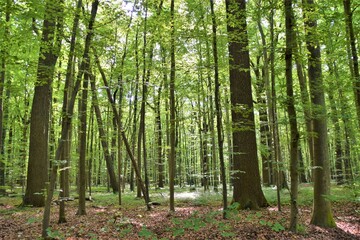 Fototapeta na wymiar Trees in green forest detail