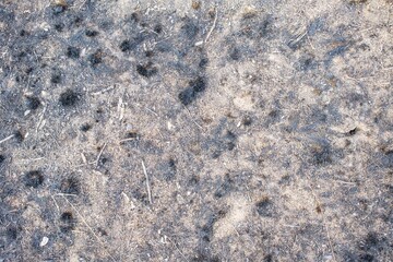background and texture of the surface of the ground. Forest trodden path.