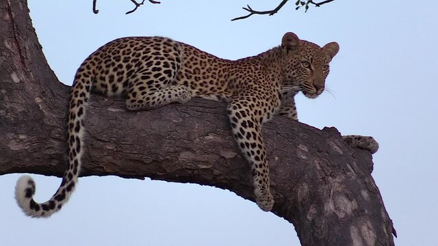 Young female leopard surveys her surroundings from marula tree branch