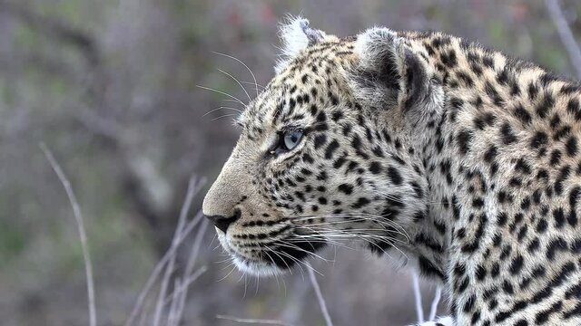 Side close-up of face of female leopard on the lookout in South Africa