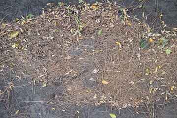 background and texture of the surface of the ground. Forest trodden path.