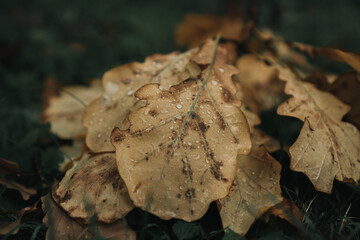 yellow maple autumn leaves lie on the ground in the grass