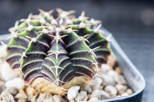 Gymnocalycium LB 2178 hybrid in brow pot.