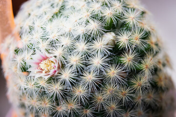  Close up of pink blossoms of Mammillaria schiedeana cactus.