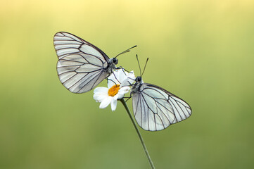 Two butterflies Aporia crataegi covered with dew sits on a summer morning on a daisy flower