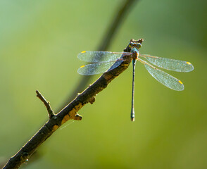 Closeup of a dragonfly