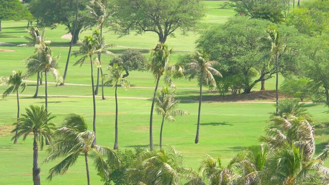Tropical golf field in 4k