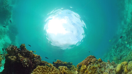 Tropical coral reef and fishes underwater. Hard and soft corals. Underwater video. Panglao, Bohol, Philippines.