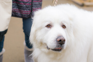 グレートピレニーズ 犬　ピレネー 白い犬 超大型犬