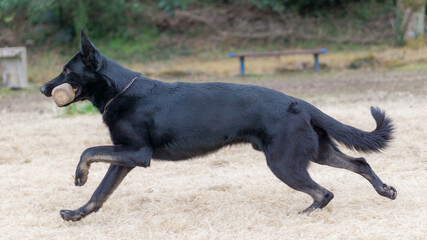 ジャーマンシェパードドッグ　犬　ブラックシェパード　警察犬