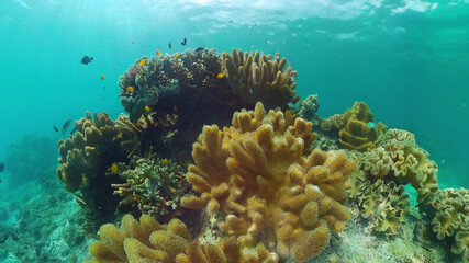 Tropical Fish Corals Marine Reef. Underwater Sea Tropical Life. Tropical underwater sea fishes. Underwater fish reef marine. Tropical colorful underwater seascape. Panglao, Bohol, Philippines.