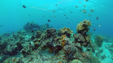 Tropical Fish Corals Marine Reef. Underwater Sea Tropical Life. Tropical underwater sea fishes. Underwater fish reef marine. Tropical colorful underwater seascape. Panglao, Bohol, Philippines.