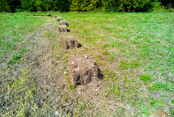 Cube-shaped hay in a meadow, arranged in a row