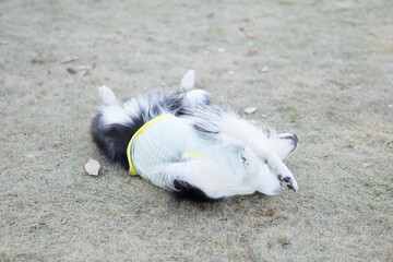 Fototapeta premium ボーダーコリー 犬 牧羊犬